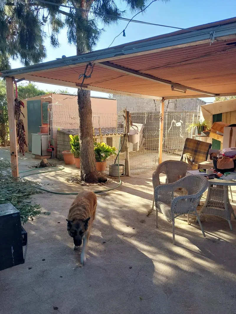 Venta Parcela Rustica Mutxamel 1700m2 Casita 30m2