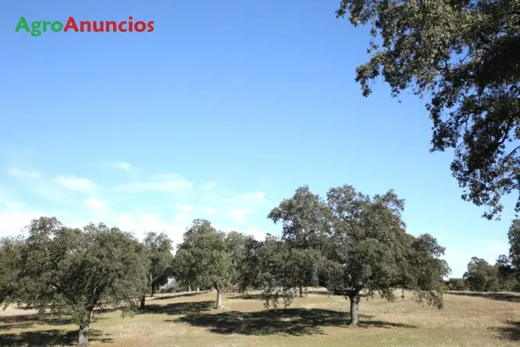 Venta  de Finca ganadera con casa en Córdoba