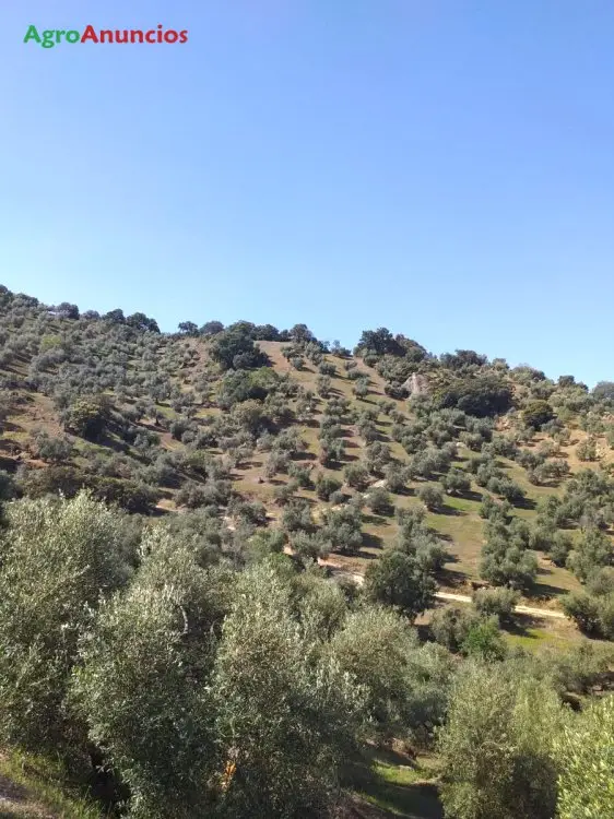 Venta  de Finca de olivos en Cádiz