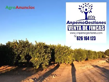 Venta  de Finca de naranjos salustianos en plena producción en Córdoba