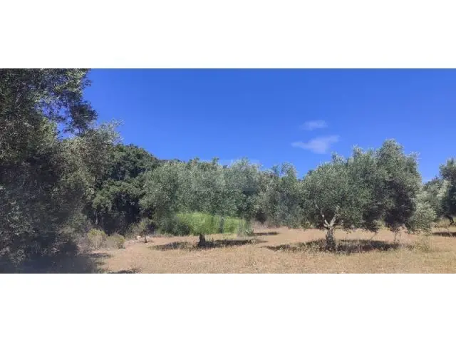 Finca de Olivares en Cantallops Les Serres