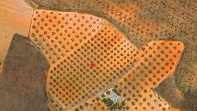 Finca Rustica con 200 Olivos Picual en Venta