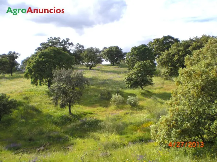 Finca Ganadera en Conquista Cordoba