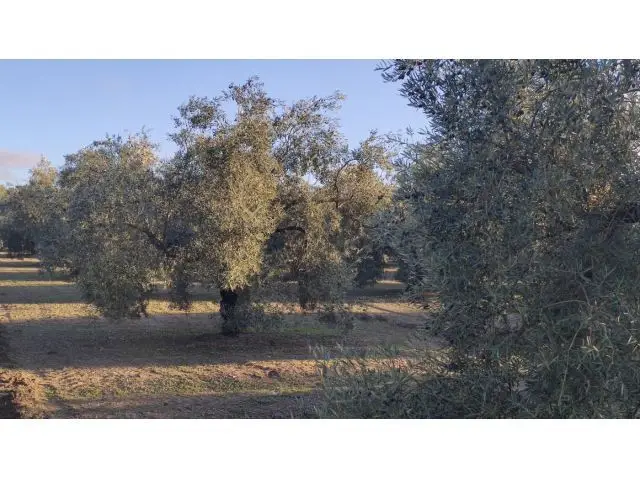 Finca Olivar Intensivo Casa Campo 2 Dormitorios