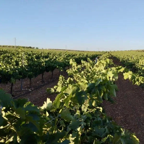 Venta Terreno con Viñas en Badajoz