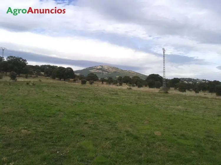 Venta  de Fincas de pastos en Madrid