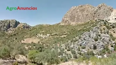 Venta  de Finca de olivos en Málaga