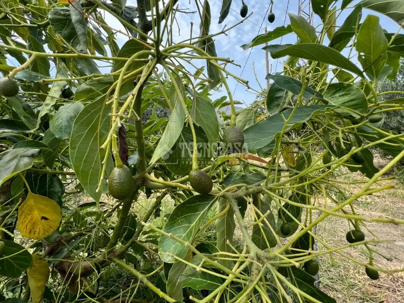 Terreno Regadío Órgiva 4237m2 Olivos Aguacates Frutales