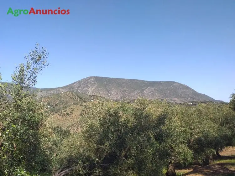 Venta  de Finca de olivos en Cádiz