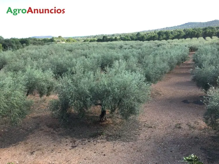 Venta  de Finca de olivos con riego por goteo en Castellón