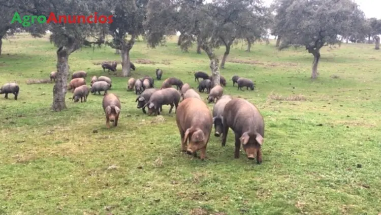 Demanda  de Fincas de dehesa y montanera en Córdoba