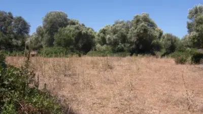 Finca Rustica en Venta La Muela Vejer Cadiz