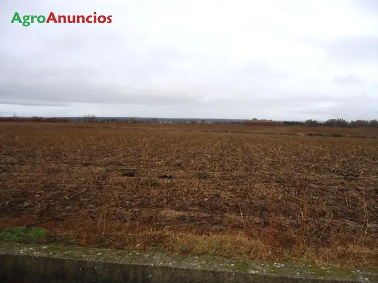 Venta  de Finca de regadio con secadero en Cáceres