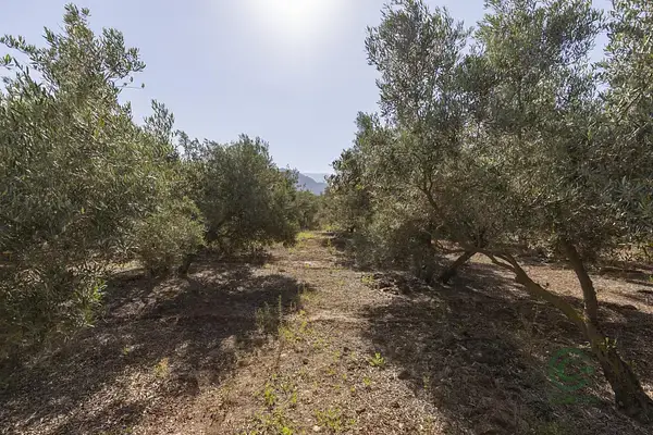 Finca de Olivos en Cozvijar 1802m2