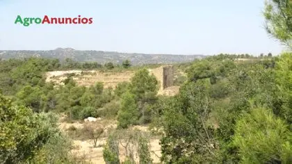 Venta  de Terreno con pinar, almendros y olivos en Tarragona