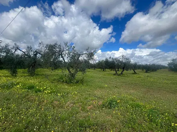 Finca Rustica Aznalcazar 1ha Olivos Regadio