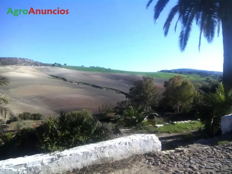 Venta  de Finca de olivos con cortijo y nave en Cádiz