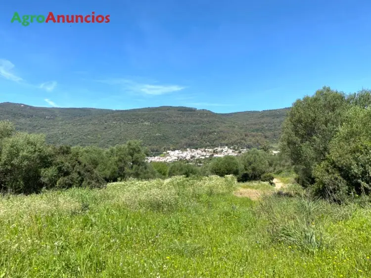 Venta  de Finca de olivar ecológico en Málaga