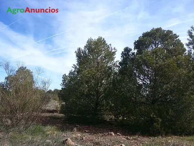 Venta  de Finca rústica bien situada en Ciudad Real