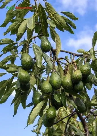 Venta  de Finca con derecho de aguas y un río en Cádiz