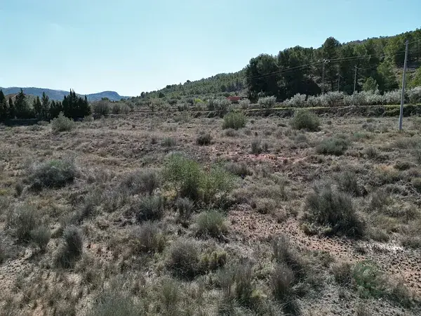 Dos Parcelas Rusticas con Riego en Pinoso Alicante
