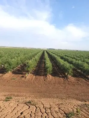 Venta  de Finca de olivar superintensivo en Córdoba