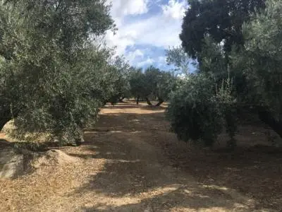 Finca Rustica Ronda 500 Olivos Productivos