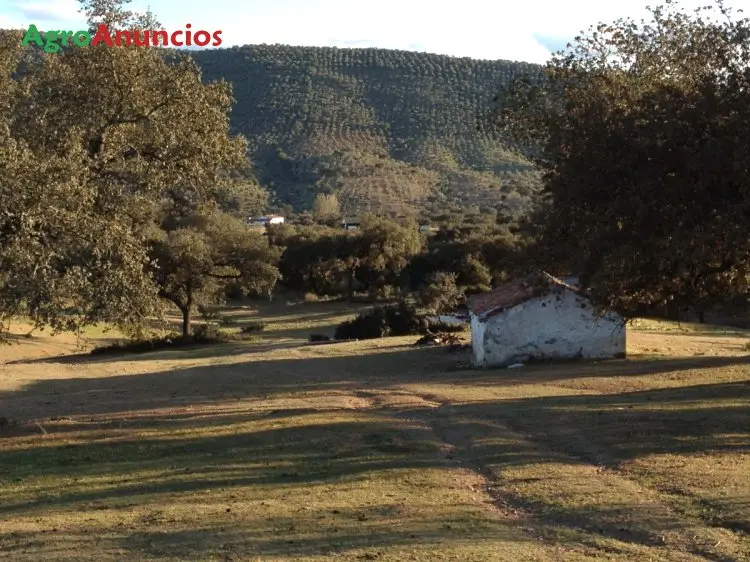 Venta  de Finca con casa principal y nave ganadera en Badajoz