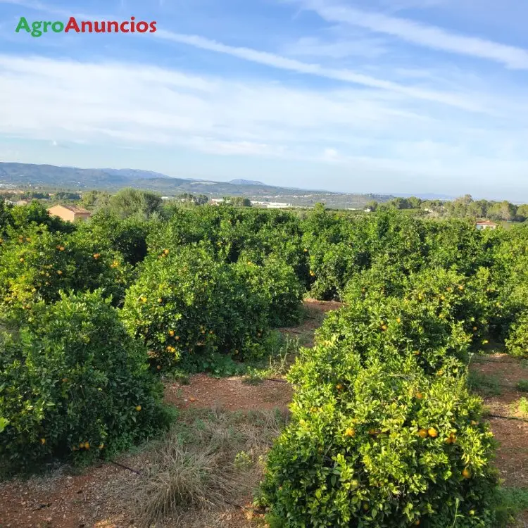 Demanda  de Finca de naranjos en Valencia