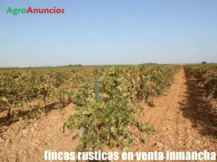 Venta  de Finca de viñas en regadío tempranillo airen y garnacha tintorera en Ciudad Real