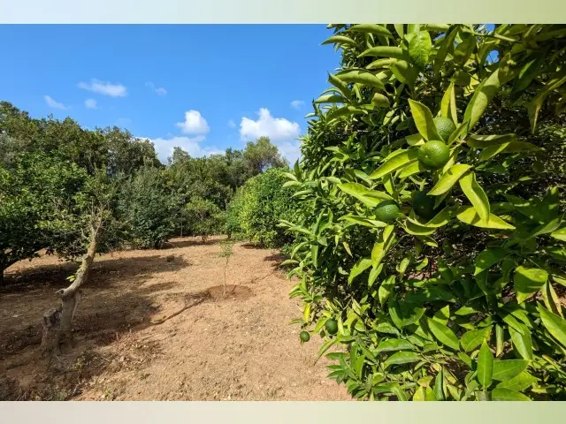 Terreno en Venta Denia 2000m2 Cerca de la Playa
