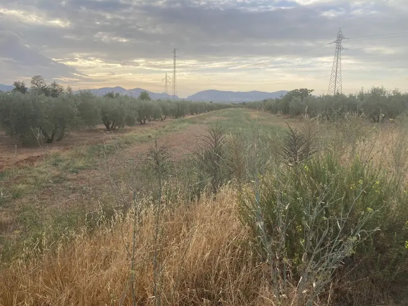 Venta Finca Rustica en Cartuja Albolote