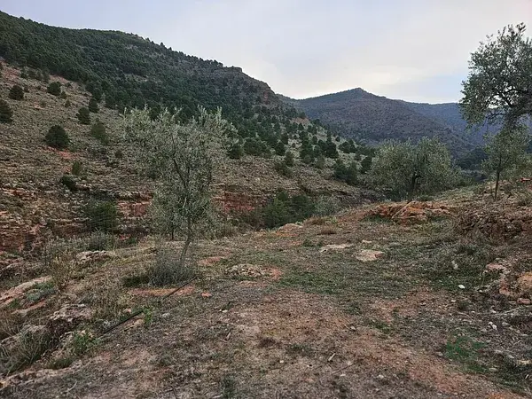 Finca de Regadío en Fondon 102ha Olivos