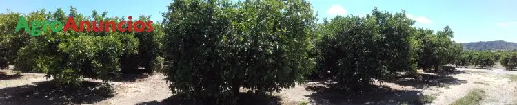 Venta  de Finca de naranjos en Valencia