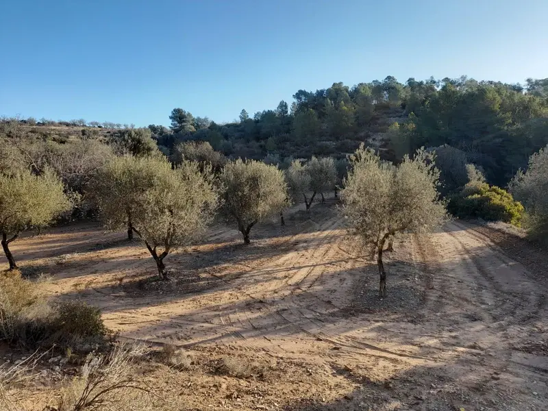 Venta Terreno con Vistas en Corbera de Ebre