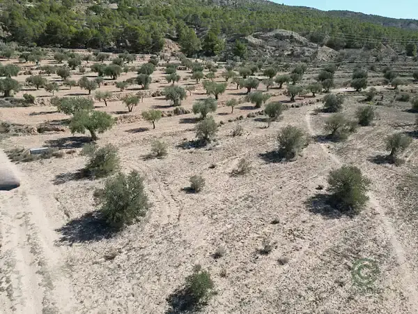 Terreno Agricola 4250m2 Pinoso Cultivo Jardin