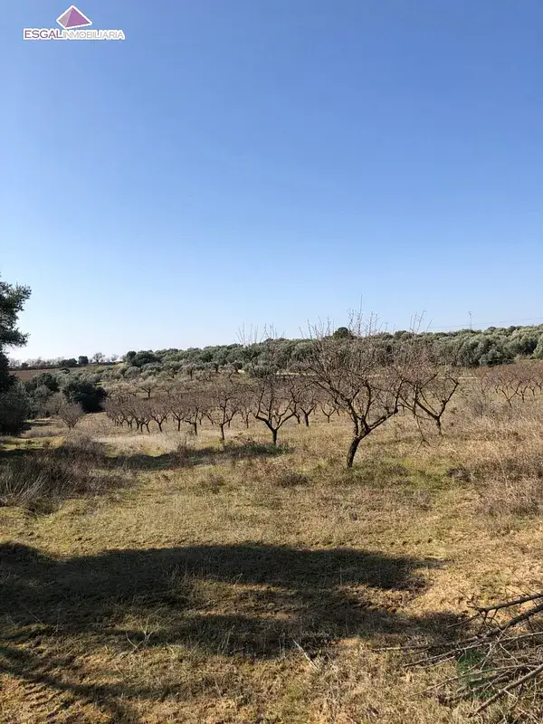 Finca Rustica con Almendros en Huesca