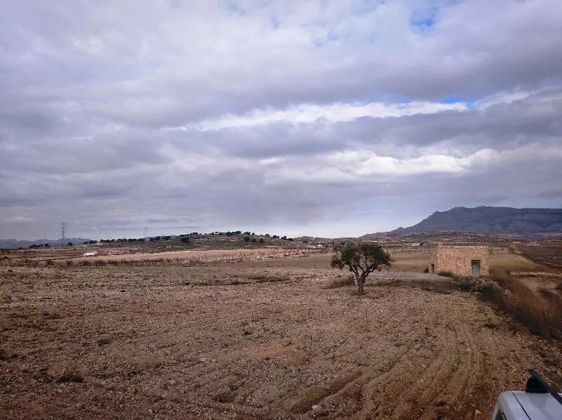 Parcela Agricola 16 Hectareas Almendros Olivos Jumilla Murcia