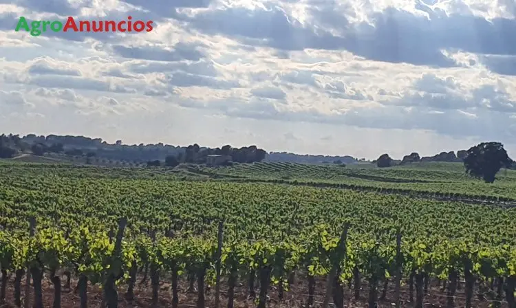 Venta  de Finca de viñedos  y almendros en Valencia