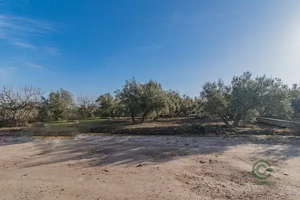 Venta de 1 Hectarea Olivos Riego A92 Alta Producción