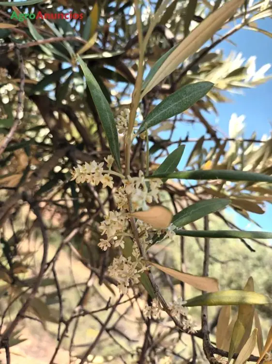 Venta  de Finca de olivos empeltre en Teruel