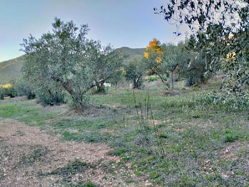 Venta Finca Rustica Olivos Xerta