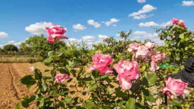 Finca Rustica en Cartaya con Piscina y Huerto