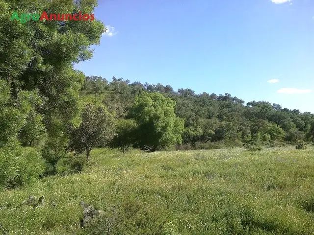 Venta  de Finca con cortijo y boxes para caballos en Cáceres