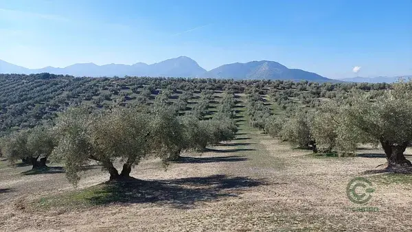 Finca Olivar Secano Bruñel Alto 22ha 260 Plantas