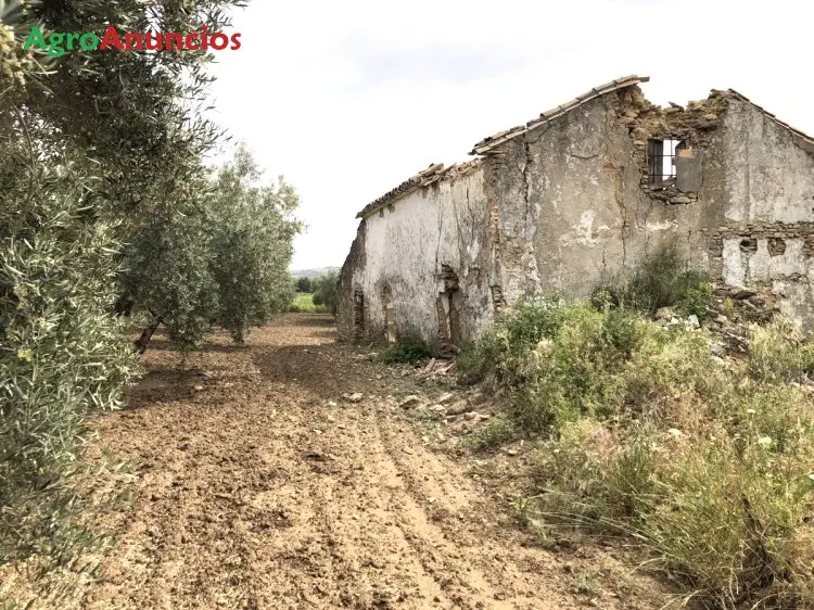 Venta  de Finca de olivar en Cádiz