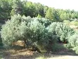 Venta  de Finca de secano en Tarragona