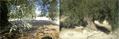 Finca Rustica en Venta Picena 3 Hectareas