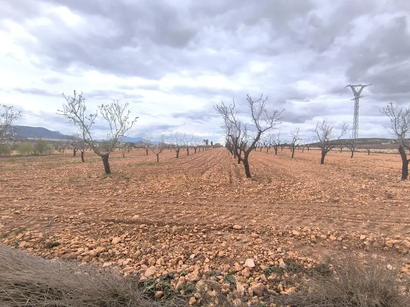 Almendro en produccion cerca de Raspay 15500m²