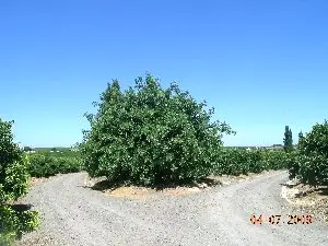 Venta  de Finca de naranjos en Huelva